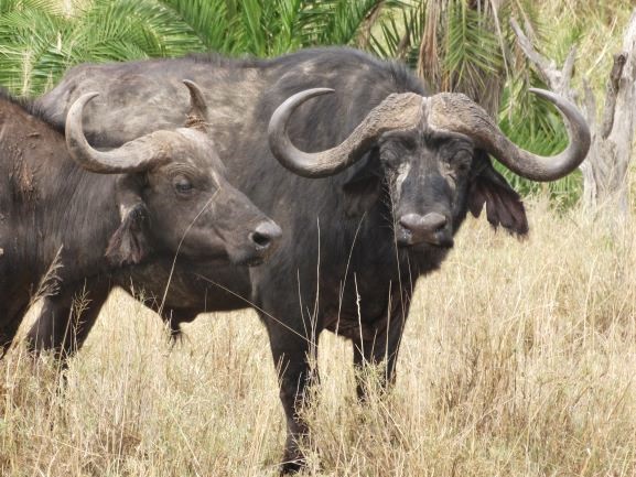 Cuernos búfalo macho y hembra. Por Udare