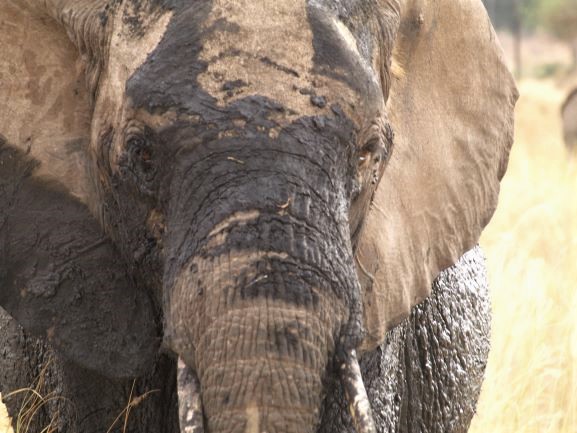 Elefante con barro y tierra para proteger su piel. Por Udare