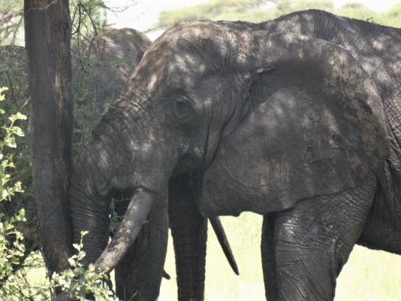 Elefante marcando un arból para establecer su territorio. Por Udare
