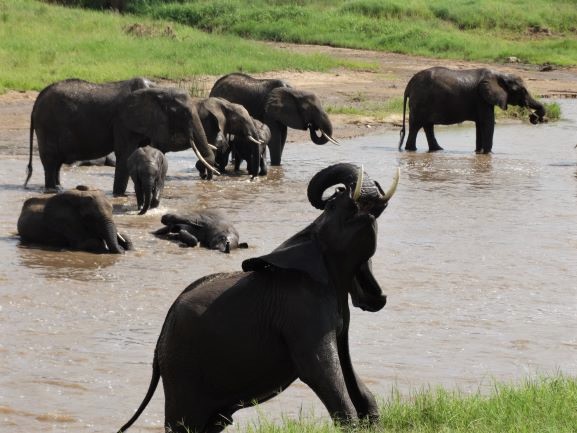 Elefantes bañándose en Tarangire. Por Udare