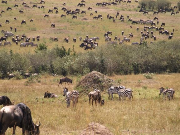 La Gran Migración de cebras y ñus. Por Udare