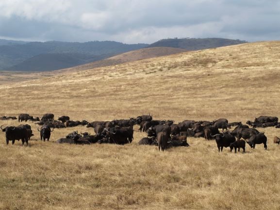 Manada de búfalos en Ngorongoro. Por Udare