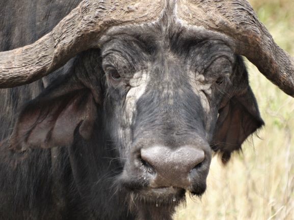 Mirada del búfalo africano. Por Udare