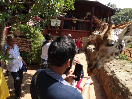 Turistas dando de comer y fotografiando a jirafa en Giraffe Centre de Nairobi. Por Udare