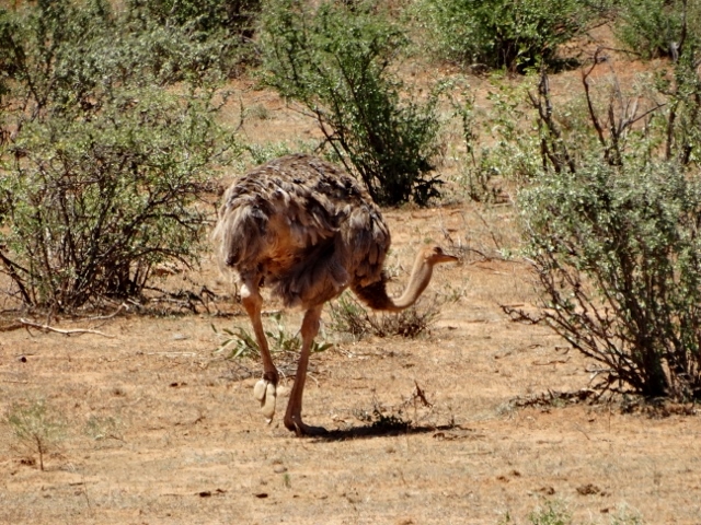 Avestruz somalí hembra. Por Udare