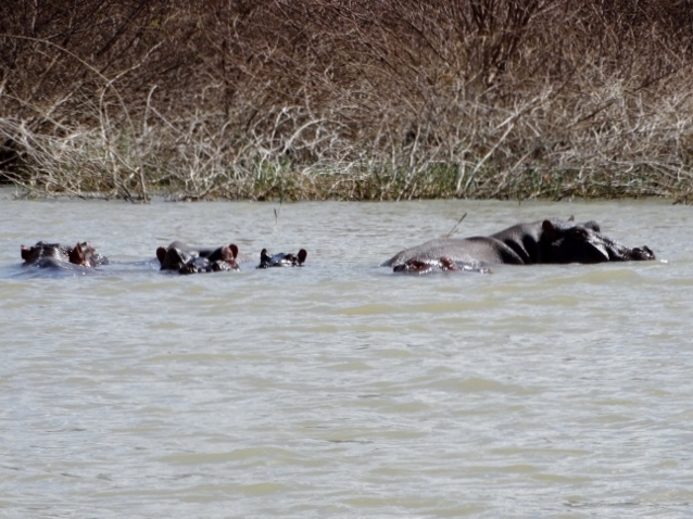 Hipopótamos en Baringo. Por Udare