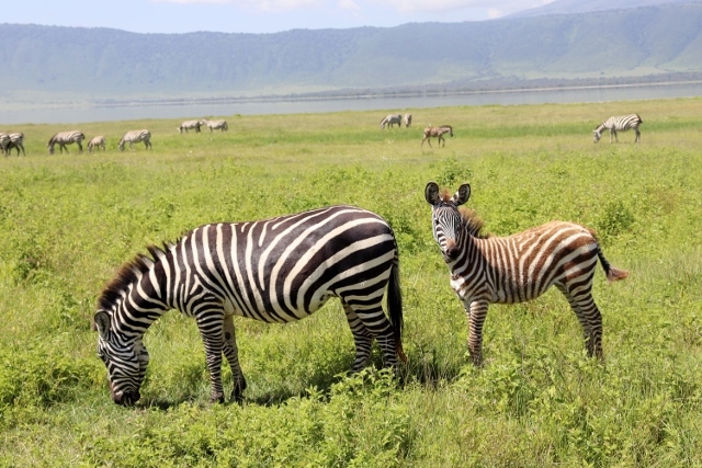 Cebras en Ngorongoro. Por Jean