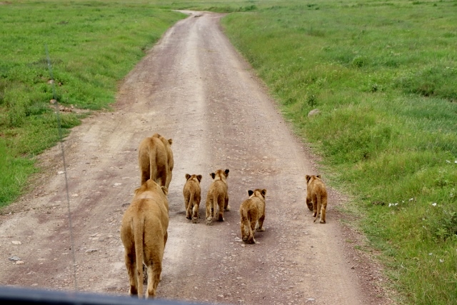 Paseo matinal en Serengeti. Por Jean