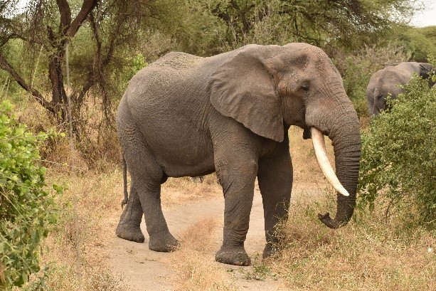 Elefante alimentándose. Por Naiara