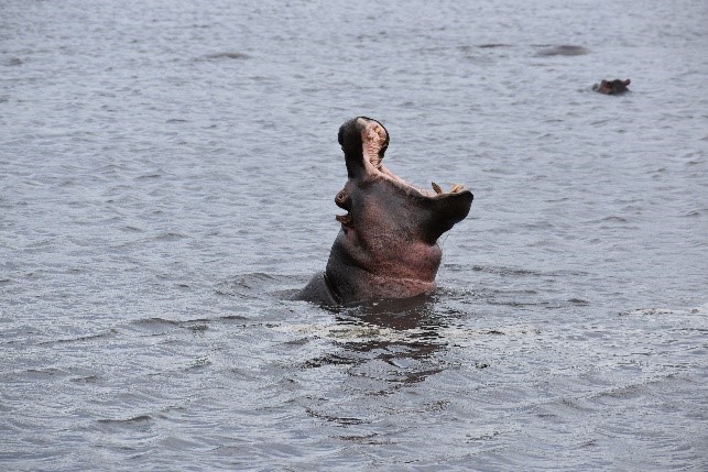 Hipopótamos en Ngorongoro. Por Naiara