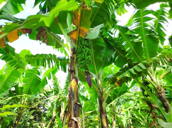 Plantaciones de banana. Por Zuhaitz