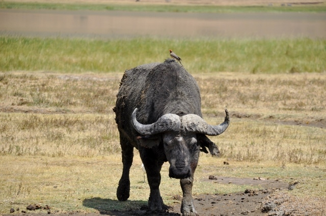 Búfalo en Ngorongoro. Por Marisa y Jose