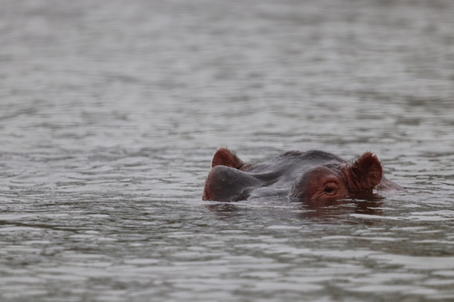 Hipopótamos, desde la embarcación. Por Josep