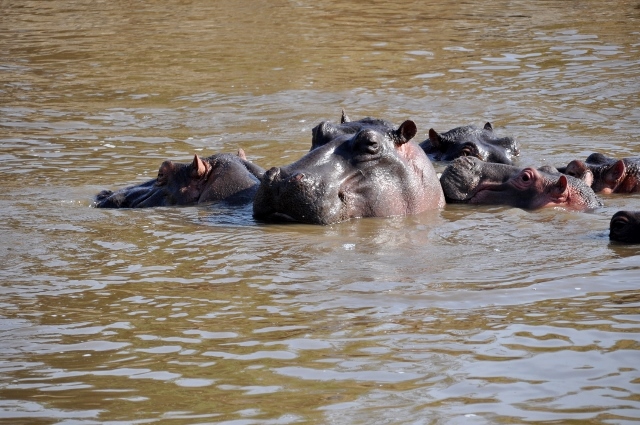Hipopótamos en Serengeti. Por Marisa y Jose