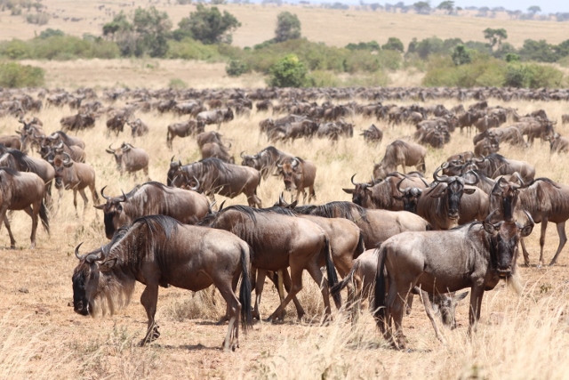 Migración de ñus en Masai Mara. Por Emma