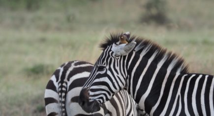 Cebras en Masai Mara. Por Alba