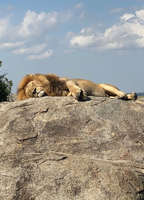 El descanso del león en Serengeti. Por Laura