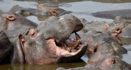 Hipopótamos en Serengeti. Por Judith