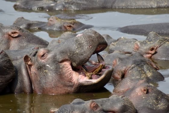 Hipopótamos en Serengeti. Por Judith