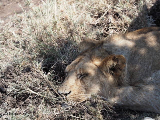 Leones en Serengeti. Por Alba