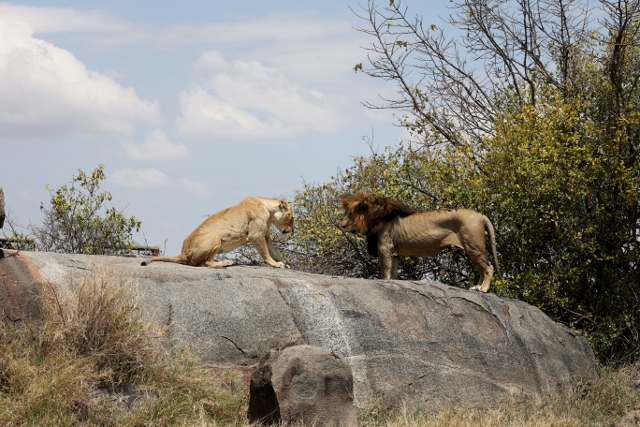 Leones en Serengeti. Por Alicia