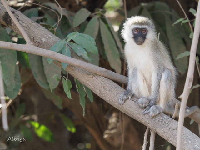 Mono verde en Manyara. Por Alba