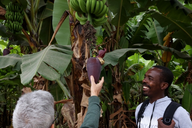 Visitando plantaciones de banana. Por Alicia