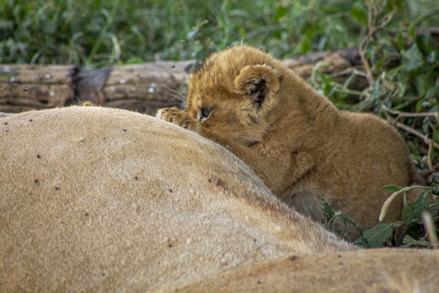 Cría mamando Serengeti. Por MiriamCría mamando Serengeti. Por Miriam
