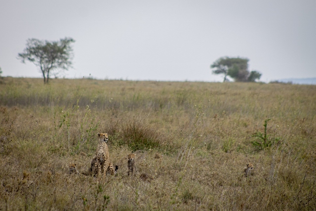 Guepardo y crías Serengeti. Por Miriam