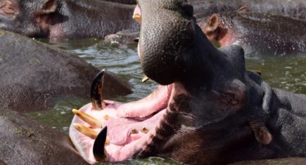 Hipopótamos en Serengeti. Por Gina