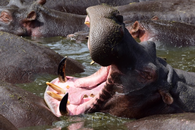 Hipopótamos en Serengeti. Por Gina