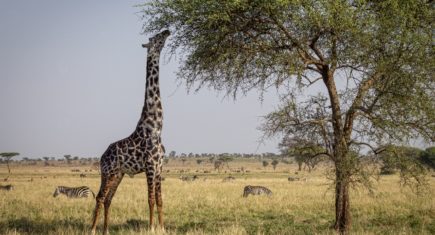 Jirafa, zebras y acacias Serengeti. Por Miriam