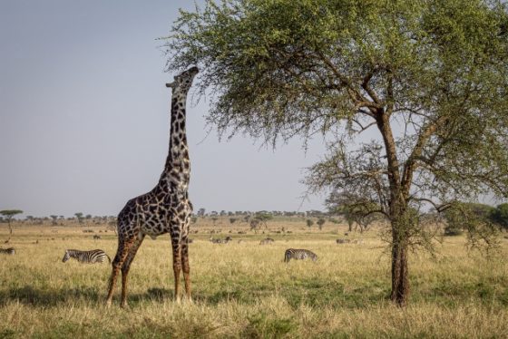 Jirafa, zebras y acacias Serengeti. Por Miriam