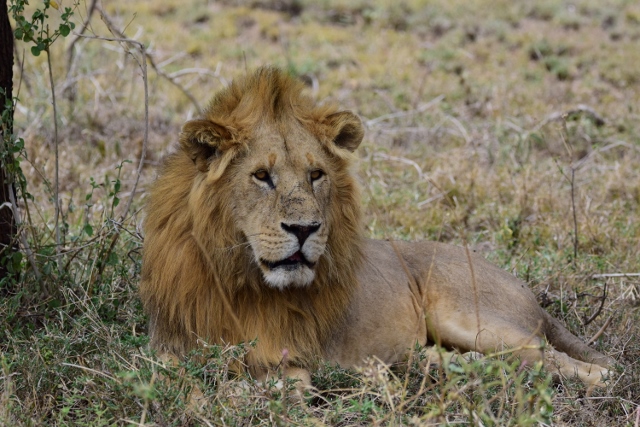 León en Serengeti. Por Gina