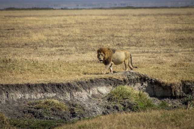 León Ngorongoro. Por Pablo