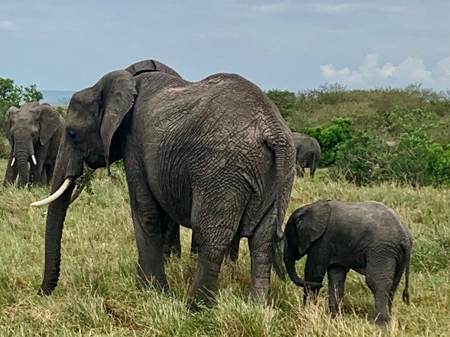 Elefantes en Masai Mara. Por Inés