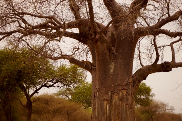 Baobab en Tarangire. Por David