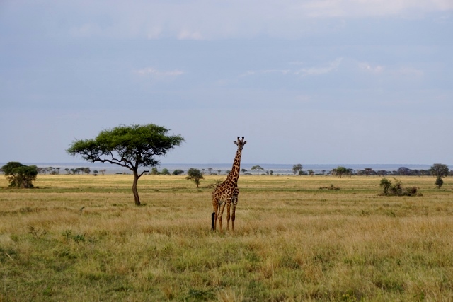 Clásica estampa de Serengeti. Por David