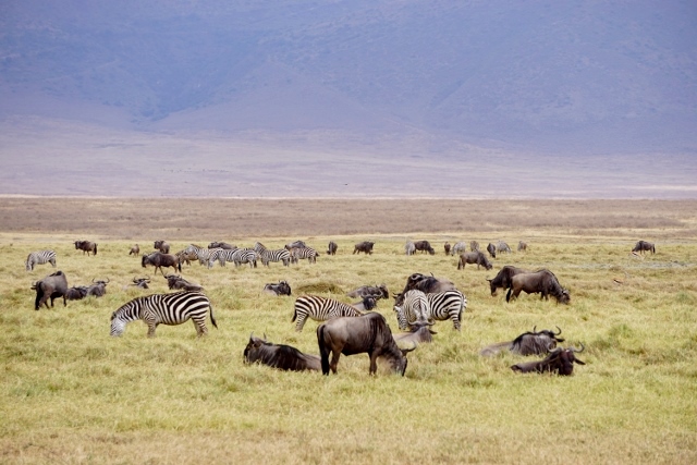 Ngorongoro lleno de vida. Por Laura