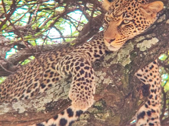 Leopardo en Serengeti. Por Sandra