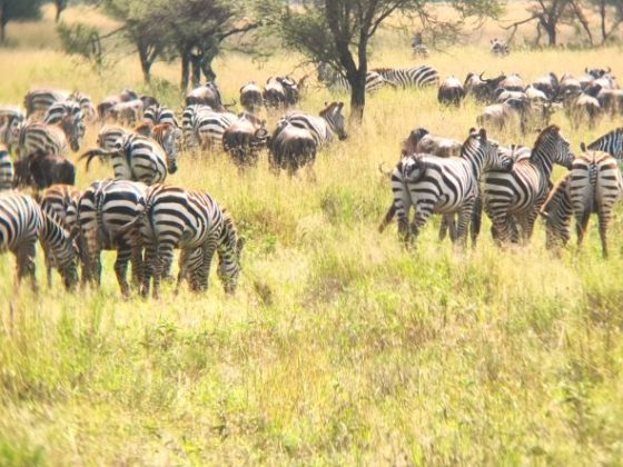 Migración en Serengeti. Por Sandra