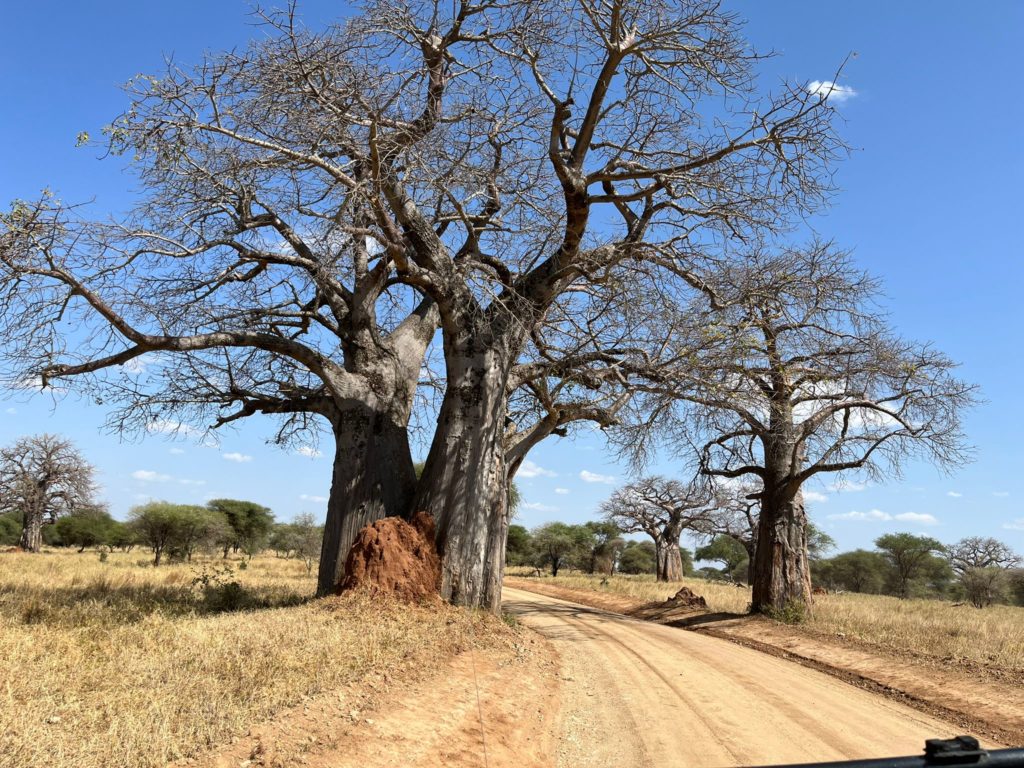 Baobabs de Tarangire. Por Vanessa