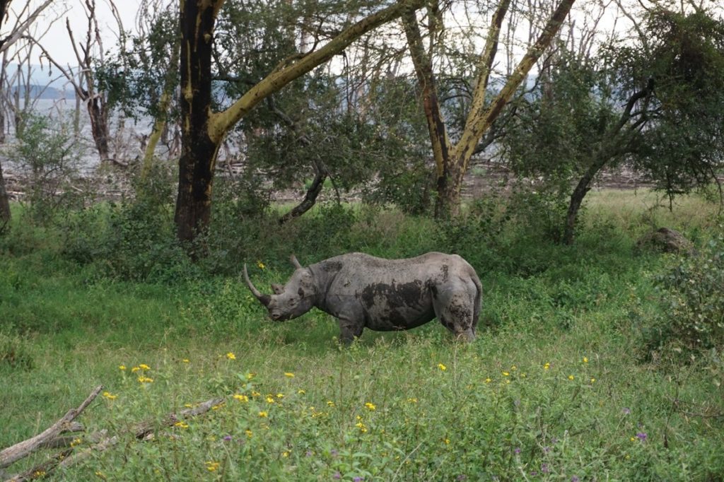 Rinoceronte negro en Nakuru. Por Sonia