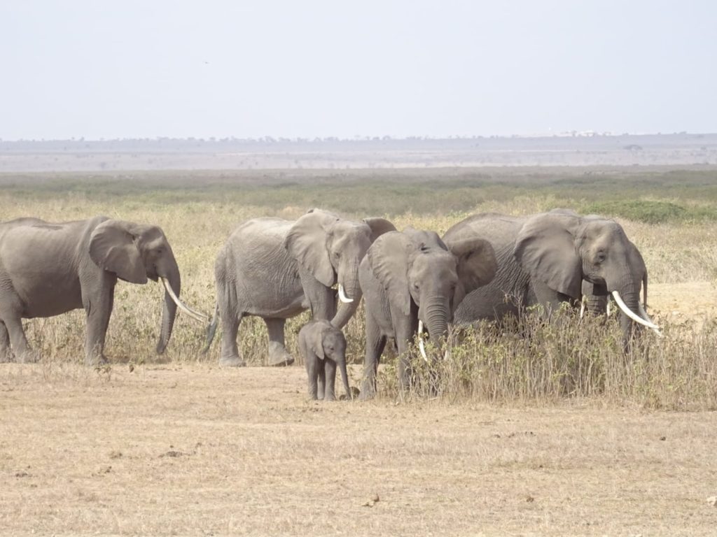 Elefantes en Amboseli. Por Lucía