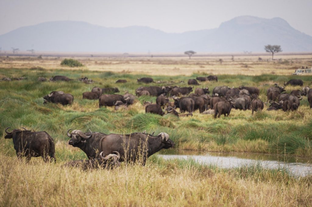Gran manada de búfalos en Serengeti. Por José Manuel