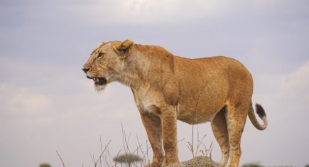 Leona vigilante en Serengeti. Por José Manuel