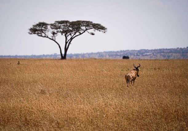 Serengeti. Por María
