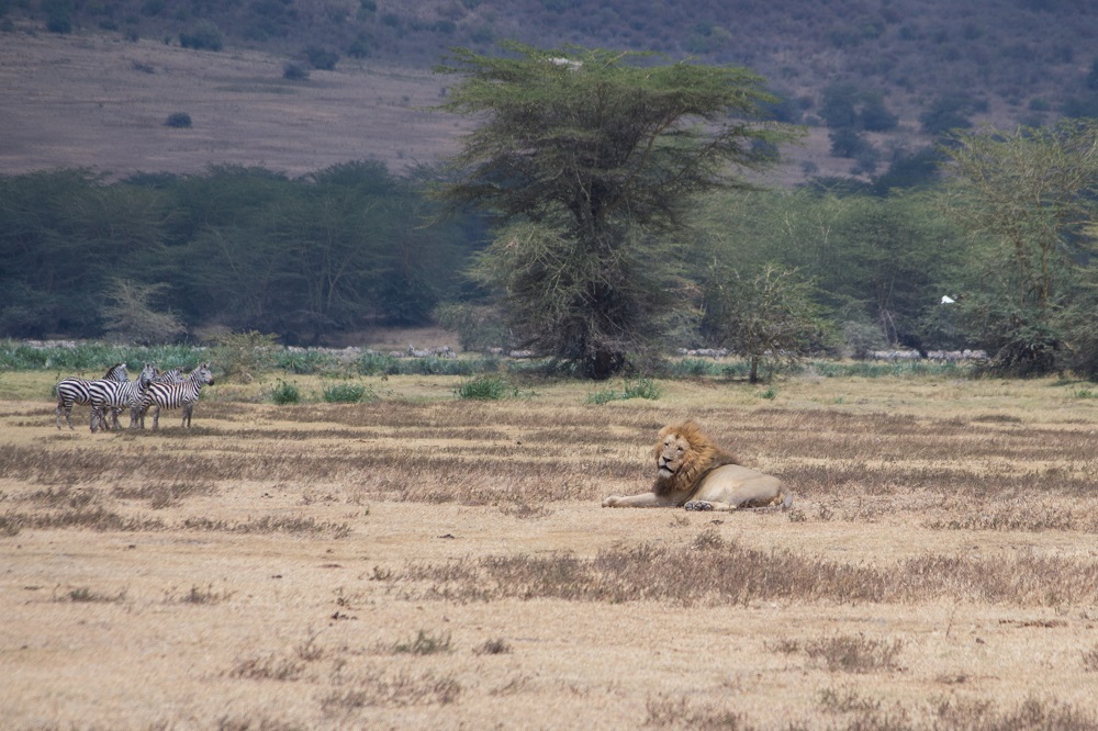 León y su comida en Ngorongoro