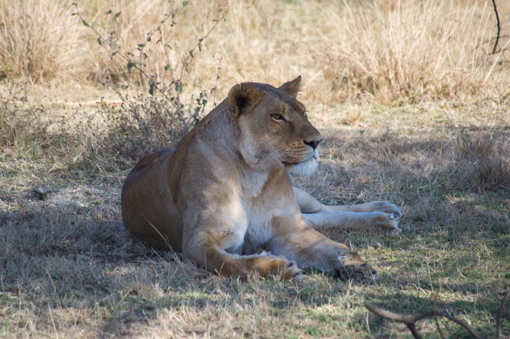 Leona a la sombra en Serengeti