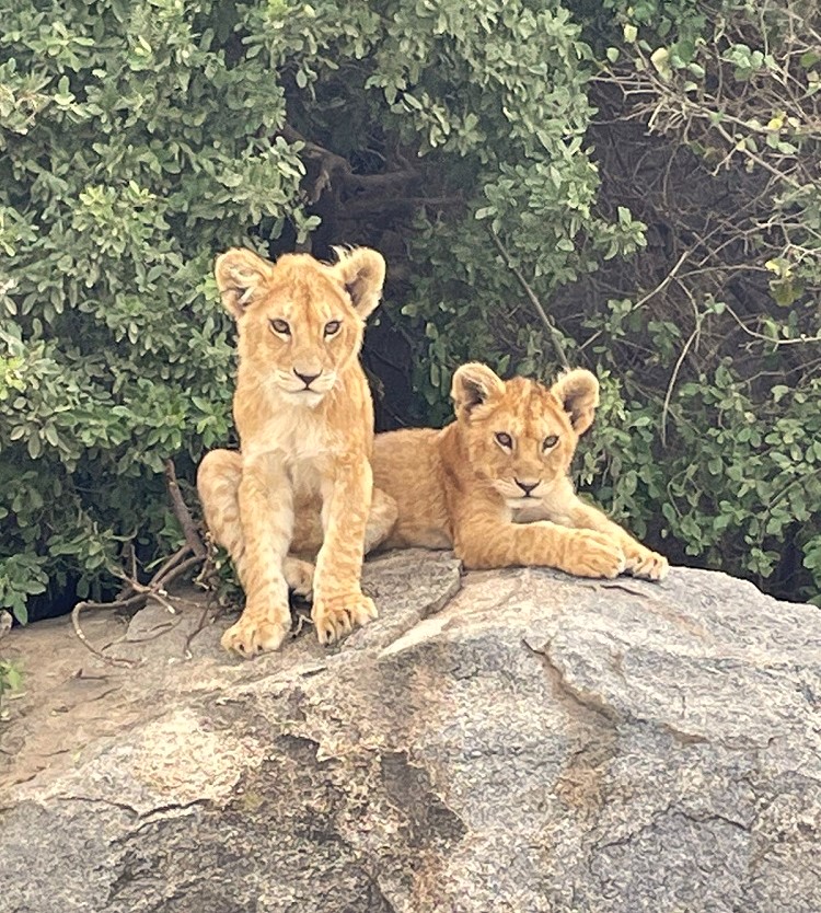 Simba y Nala en Serengeti. Por Amaia